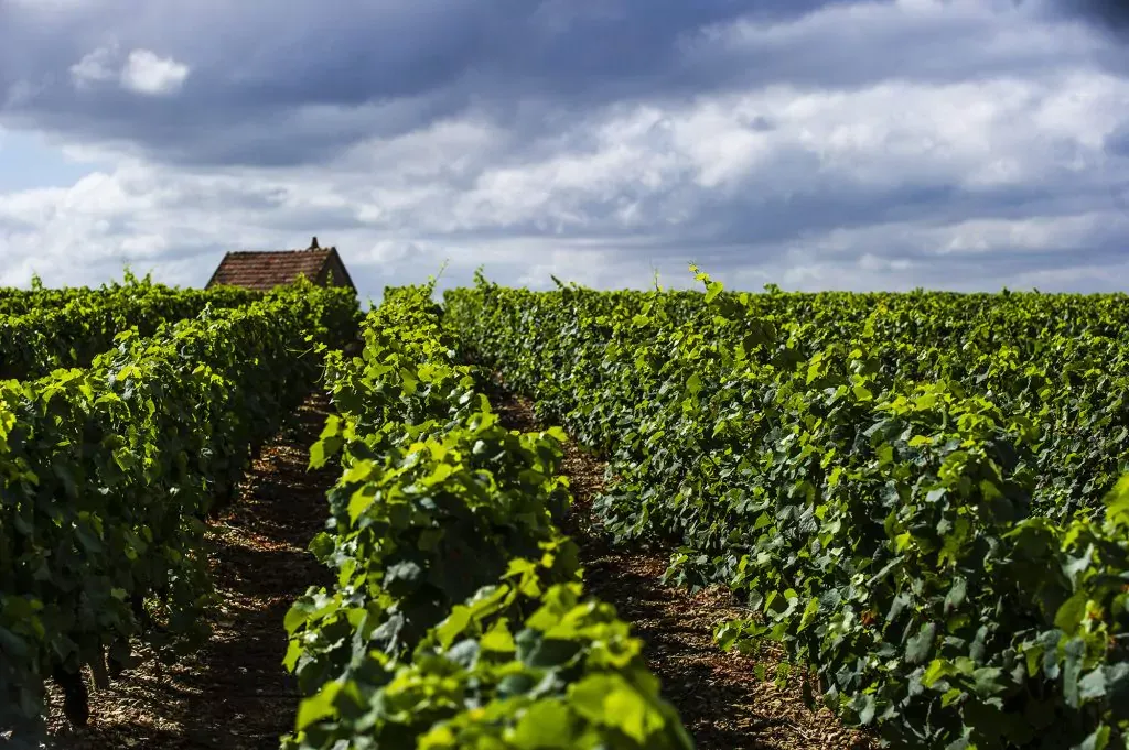 Vignes des Coteaux du Giennois